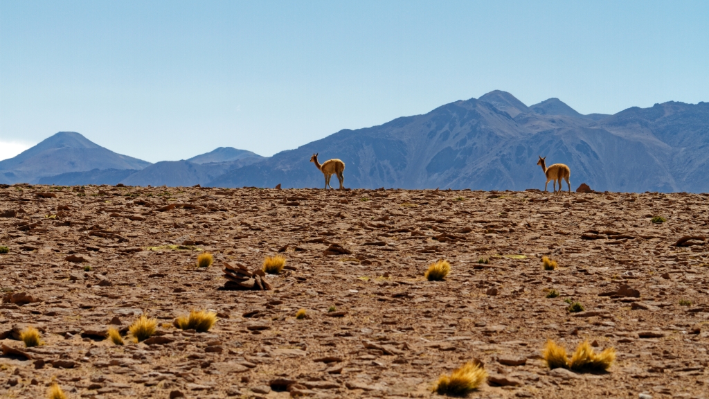 01 - Désert d'Atacama (30).jpg